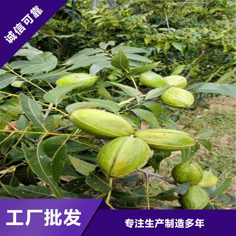 核桃苗紅富士蘋果樹苗產品細節參數
