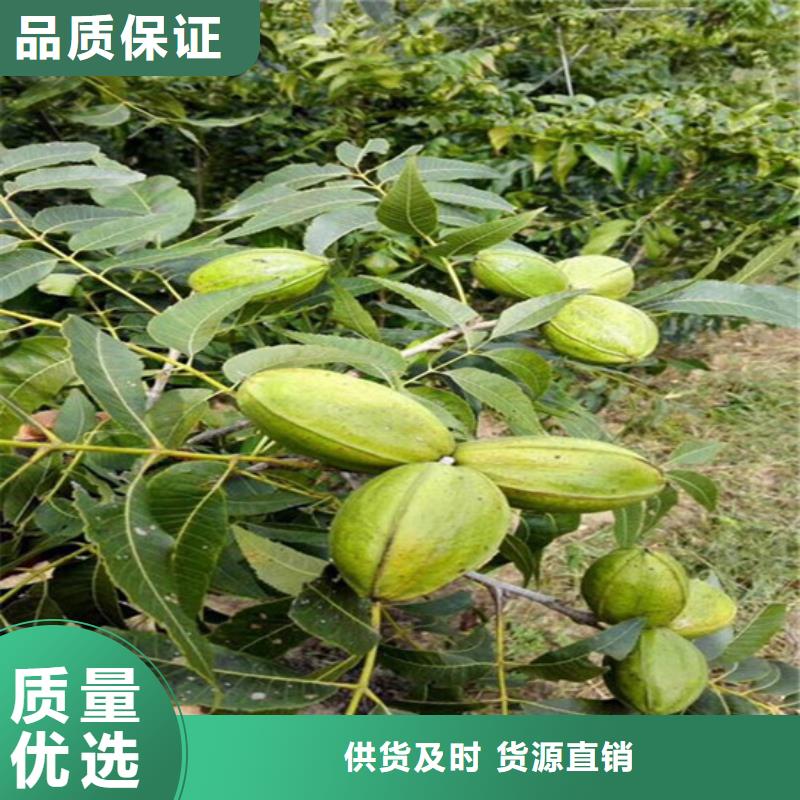 核桃苗_蘋果苗嚴選材質
