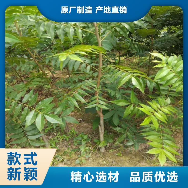 核桃苗草莓苗價格批發貨源