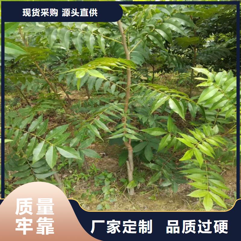 核桃苗柱狀梨樹苗全新升級品質保障