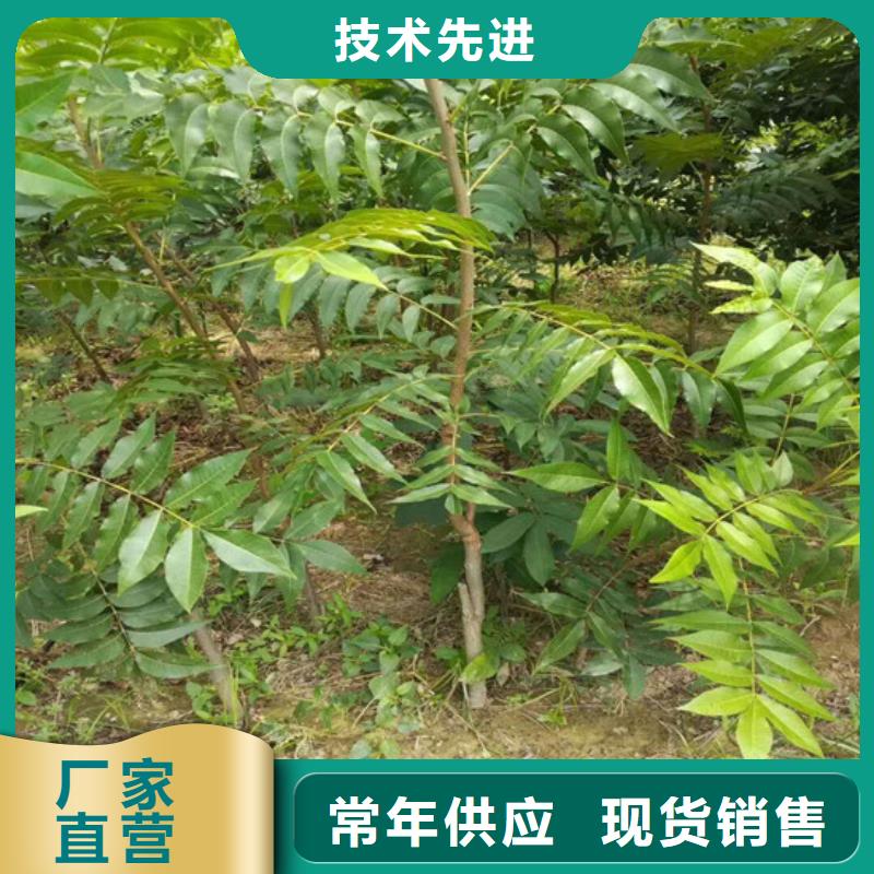 核桃苗_葡萄苗基地標準工藝