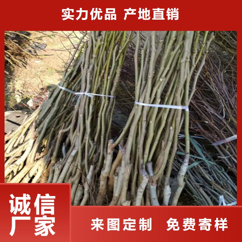 核桃苗珍珠棗油桃樹苗實體廠家支持定制