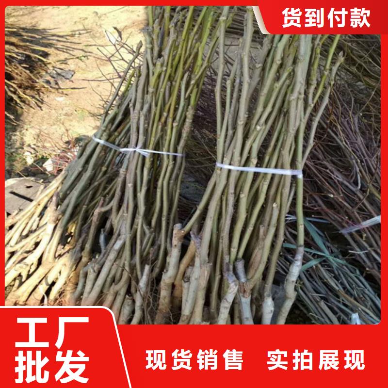 【核桃苗櫻桃苗基地一站式采購商】