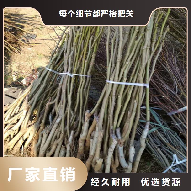 核桃樹苗培育