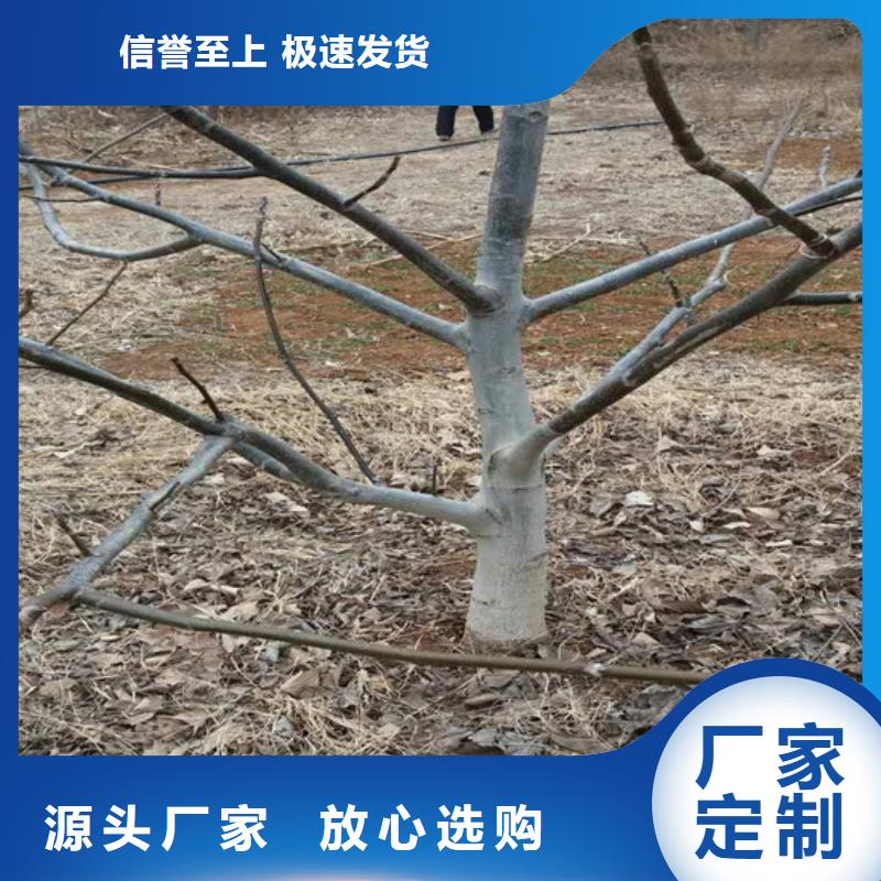 核桃苗黑珍珠草莓苗一站式服務