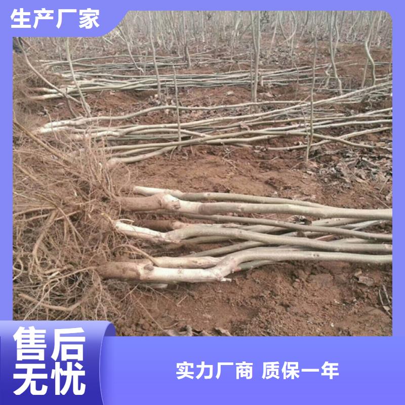 核桃苗蓝宝石葡萄苗规格齐全实力厂家