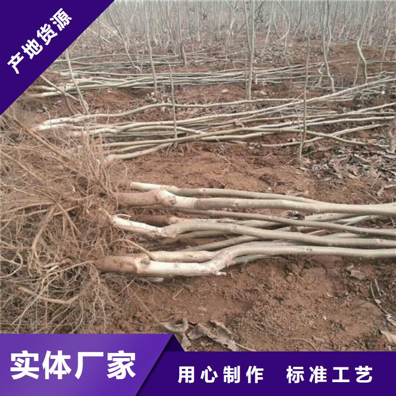 核桃苗梨樹苗支持大小批量采購(gòu)