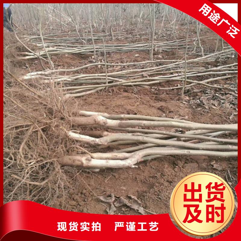 薄皮核桃苗哪里好