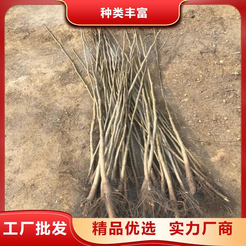 核桃苗蘋果苗品質服務