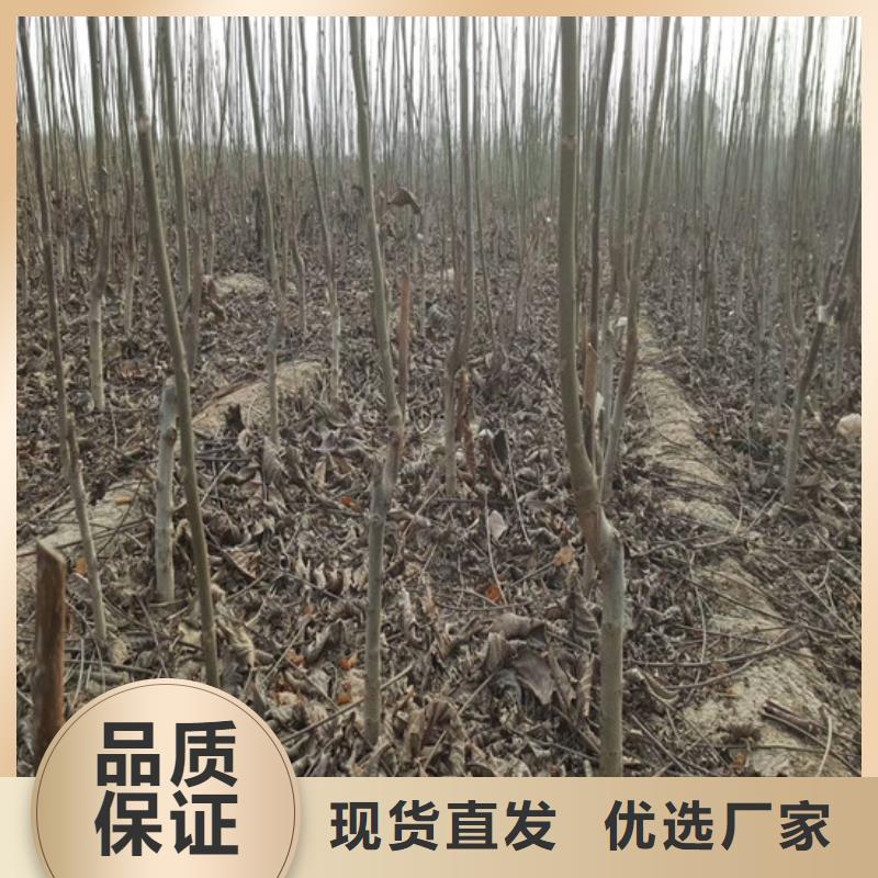 核桃苗梨樹苗基地廠家售后完善