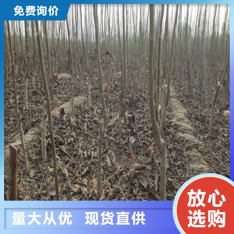 核桃苗葡萄苗暢銷本地