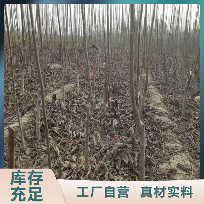 核桃苗红蜜桃树苗精选货源