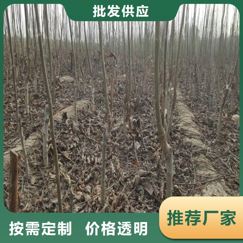 核桃苗桃樹苗基地規(guī)格齊全