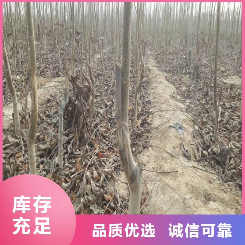 【核桃苗油蟠桃樹苗用心服務(wù)】