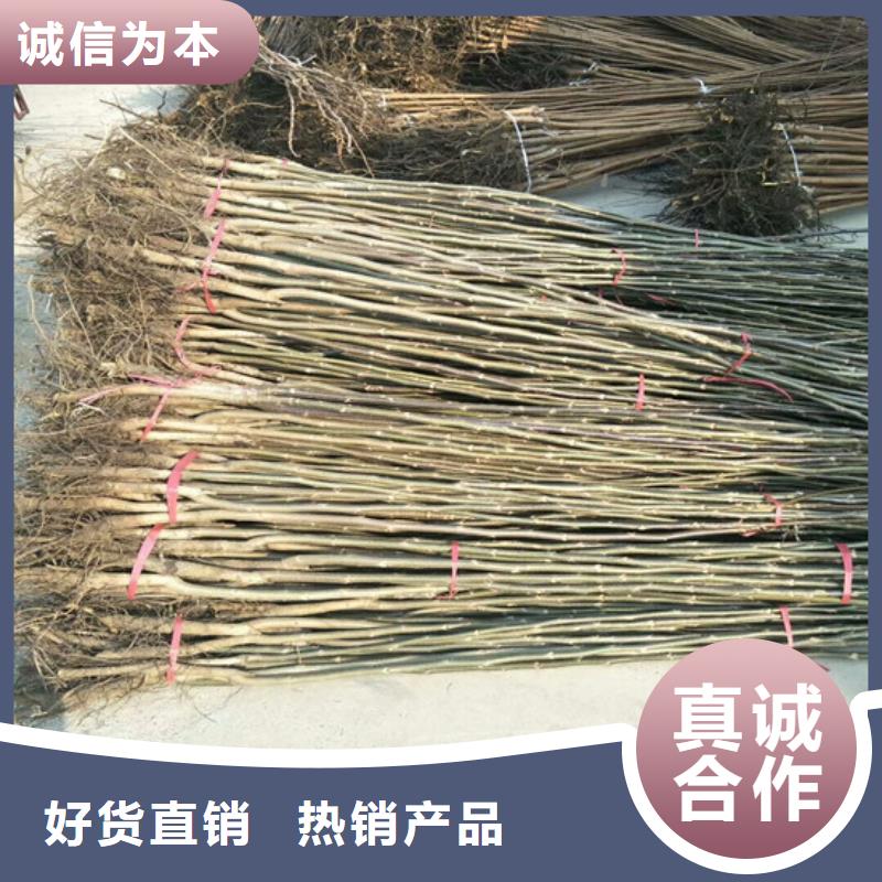 核桃苗,紅肉西梅精選好貨