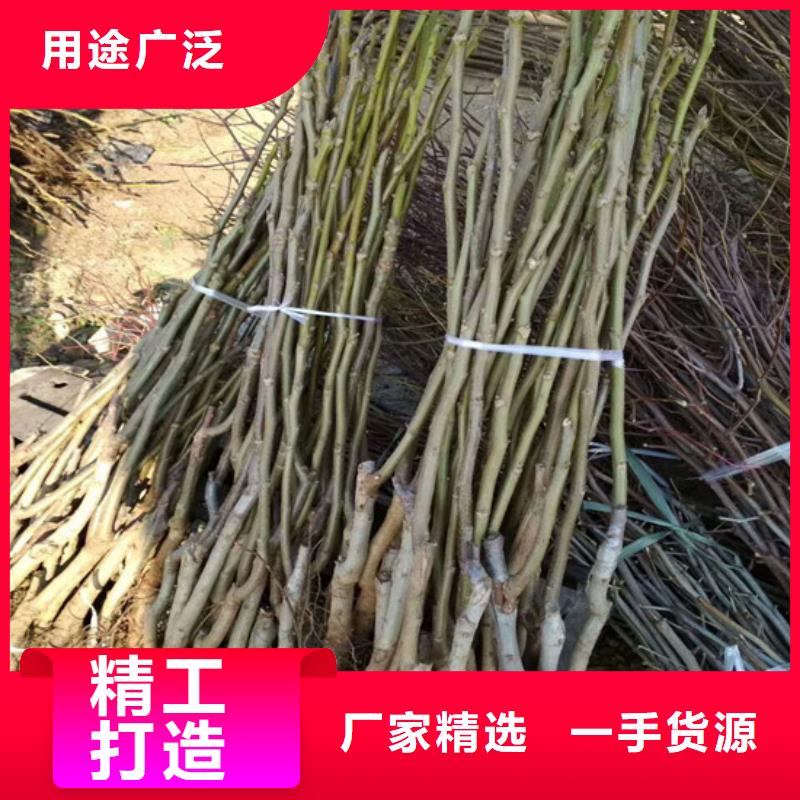 核桃苗-蘋果苗廠家定制