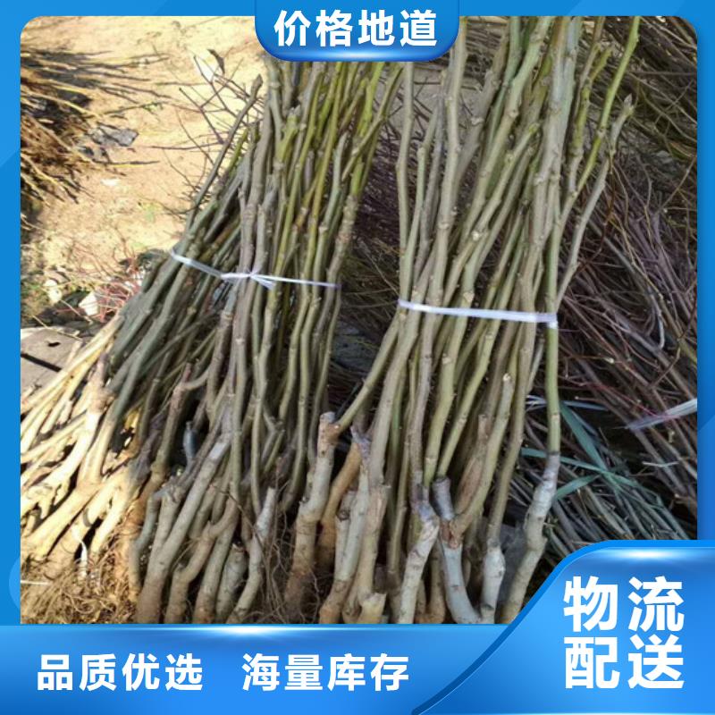 核桃苗香梨樹苗源廠直銷