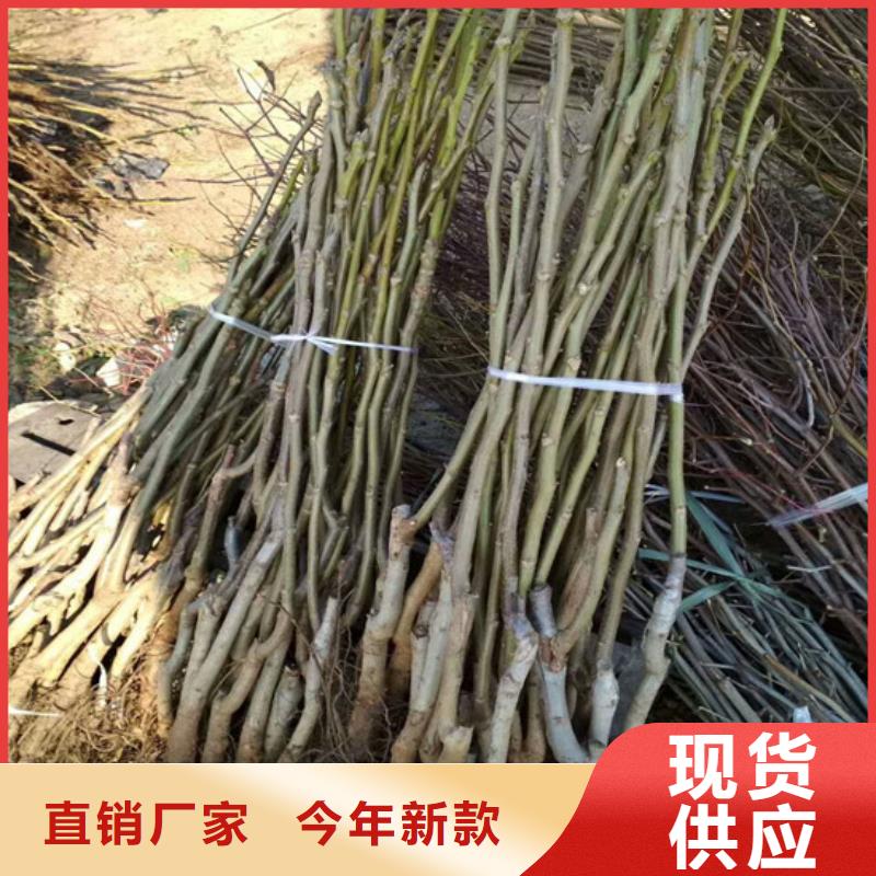 核桃苗【冬桃樹苗】設備齊全支持定制