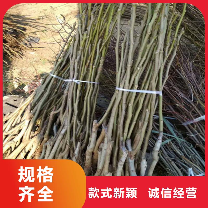 核桃苗櫻桃苗基地快速生產(chǎn)