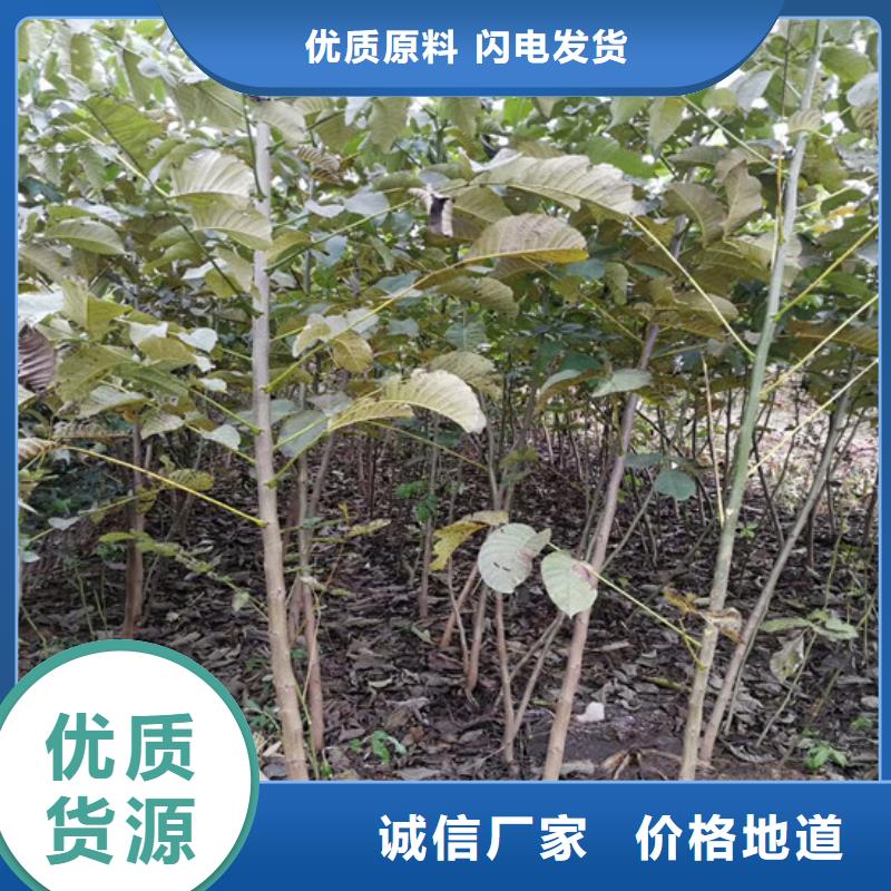 核桃苗-蘋果苗廠家定制