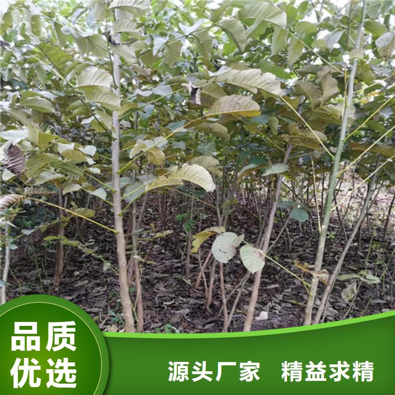 核桃苗_陽光玫瑰葡萄樹苗用心做好細節