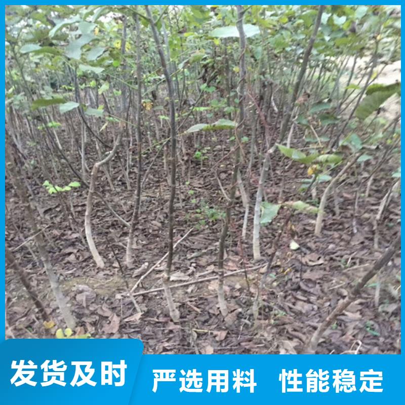 核桃苗,桃樹苗來圖來樣定制