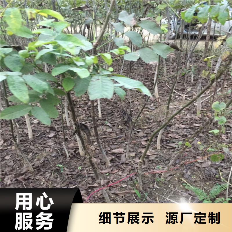 核桃苗黄金苹果树苗真材实料