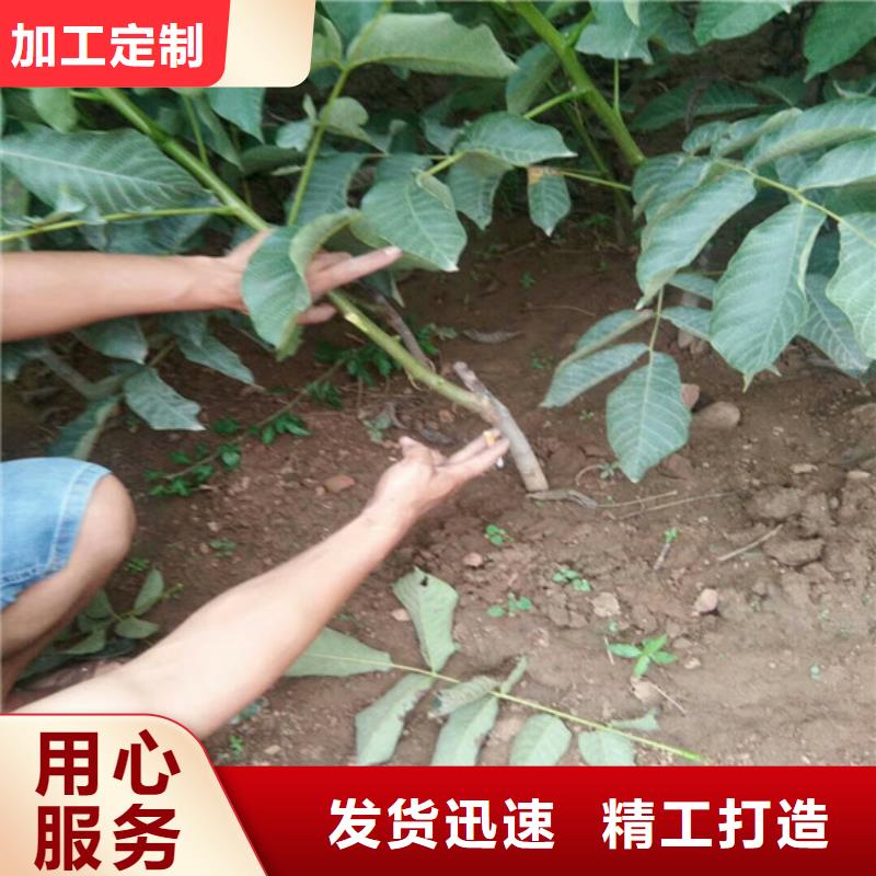 核桃苗_桃樹苗口碑好實力強
