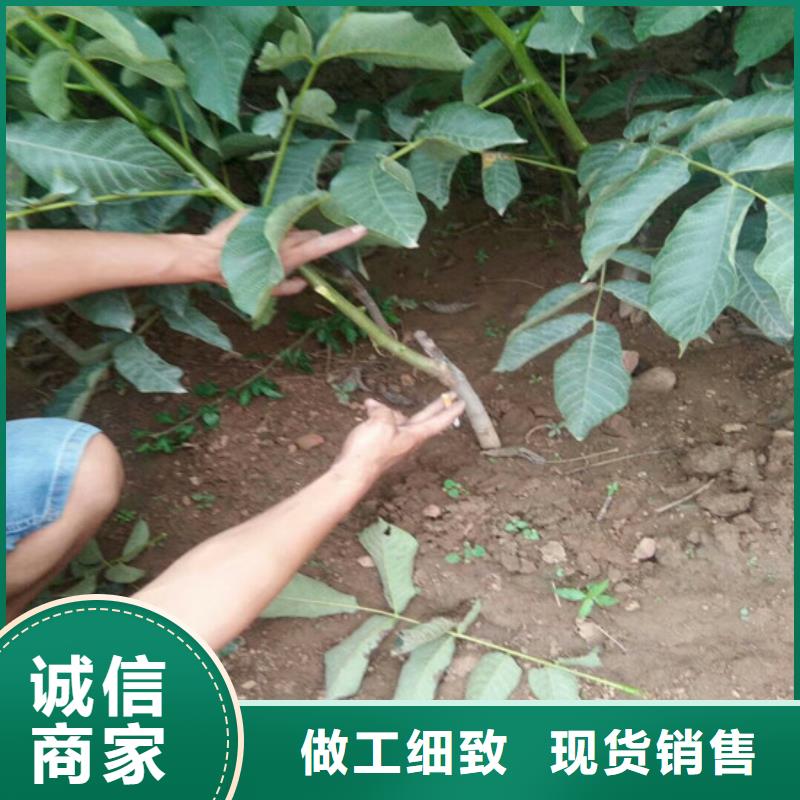 核桃苗陽(yáng)光玫瑰葡萄樹苗選擇我們選擇放心