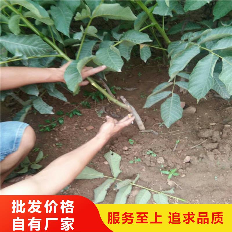 核桃苗珍珠枣油桃树苗实体厂家支持定制