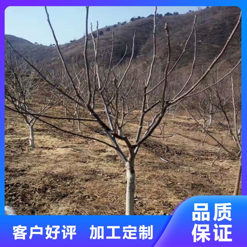 核桃苗白桃樹苗支持加工定制