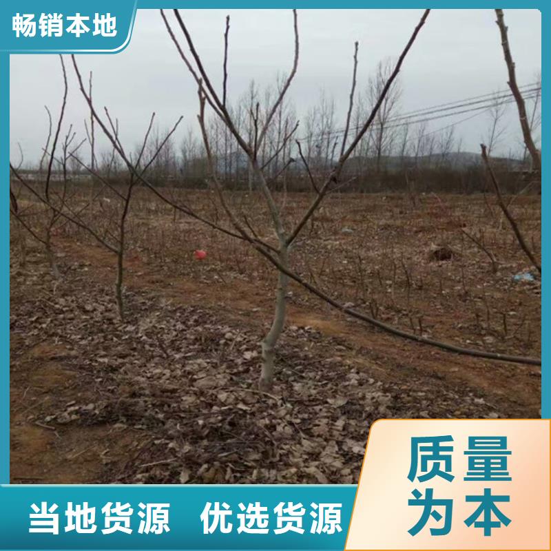 核桃苗梨樹苗質(zhì)量上乘
