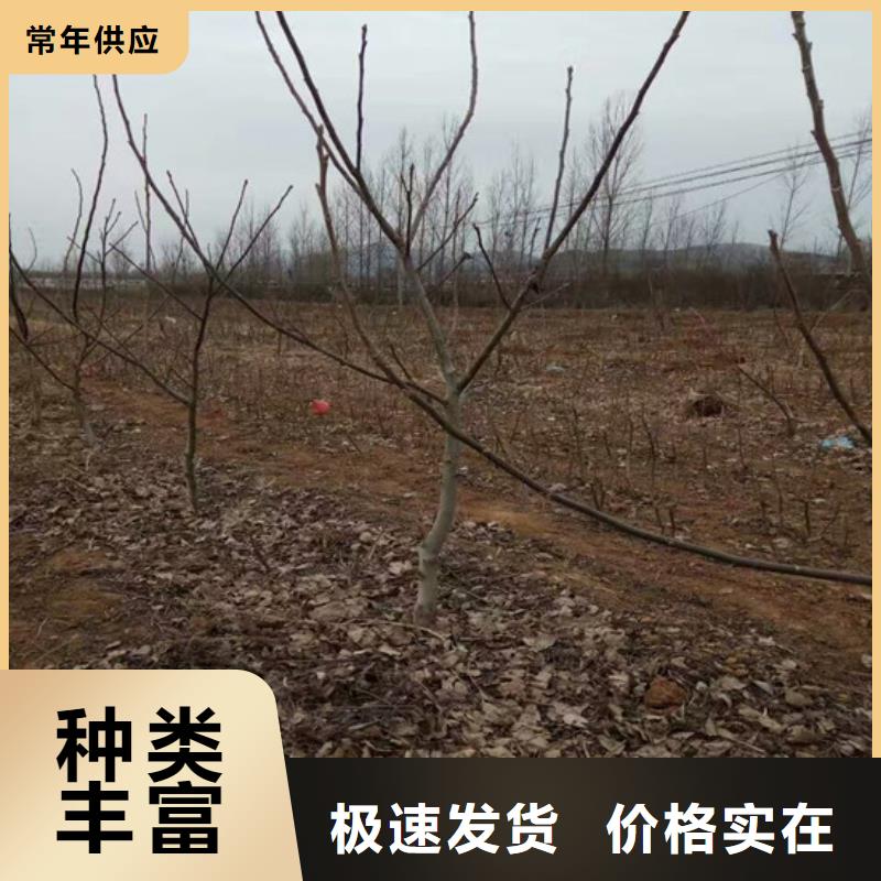 核桃苗-草莓苗價格源頭廠家供應