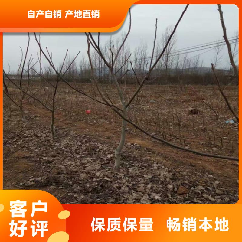 核桃苗梨樹苗支持大小批量采購(gòu)