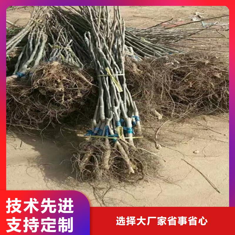 核桃苗陽光玫瑰葡萄樹苗選擇我們選擇放心