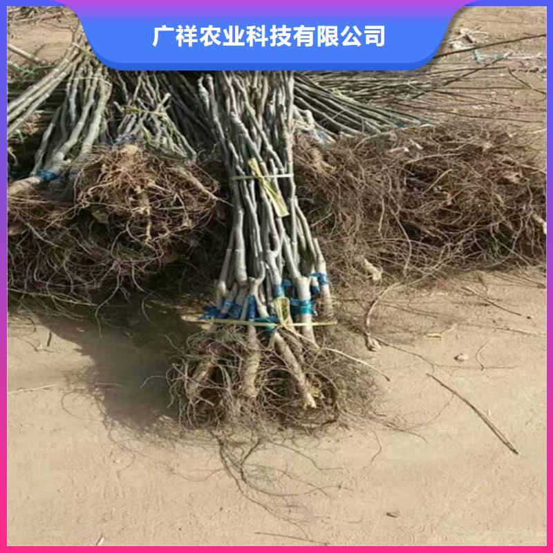 【核桃苗無(wú)花果樹(shù)苗研發(fā)生產(chǎn)銷售】