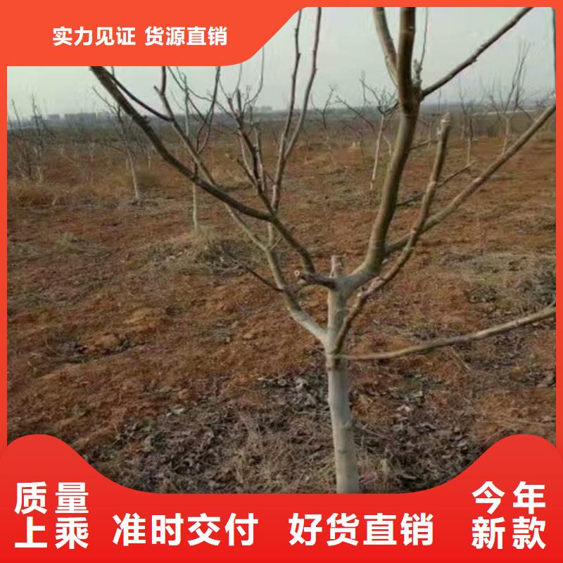 核桃苗蘋果苗高性價比