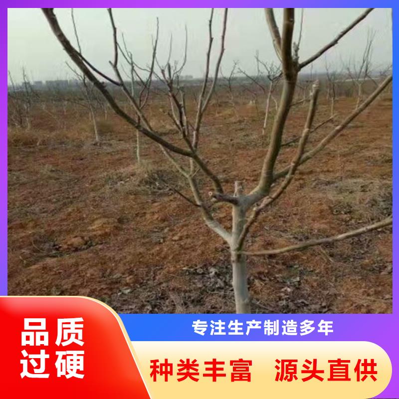 核桃苗【蘋果苗】貨源直銷