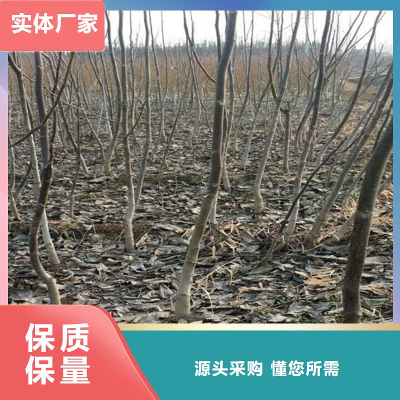 桃树苗视频-桃树苗-广祥农业科技(白银市分公司)服务区域景泰|平川|庆阳|甘南|平凉|酒泉|定西|张掖