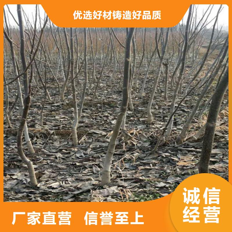 核桃苗红蜜桃树苗发货迅速