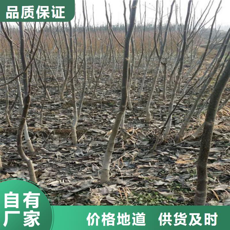 核桃苗黑珍珠草莓苗一站式服務