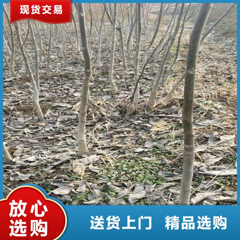 核桃苗_陽光玫瑰葡萄樹苗用心做好細節