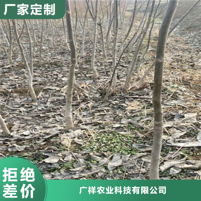 【核桃苗大棚草莓苗核心技術】