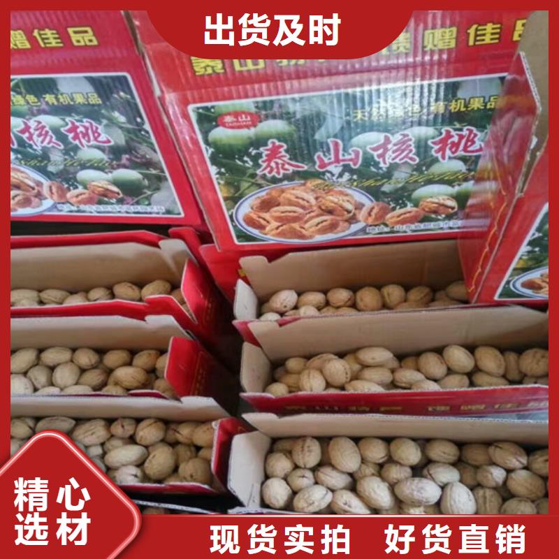 核桃苗香梨樹苗源廠直銷