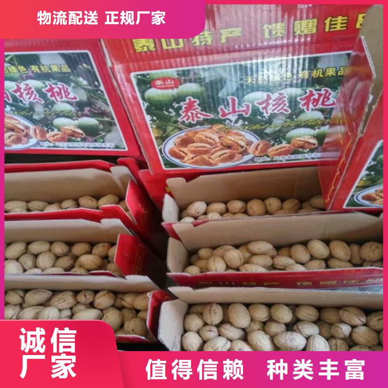 核桃苗蘋果苗高性價比