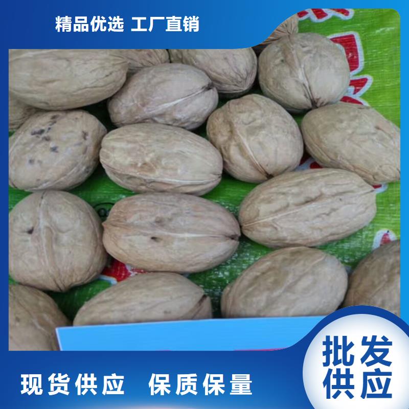 核桃苗蘋果苗基地源廠定制