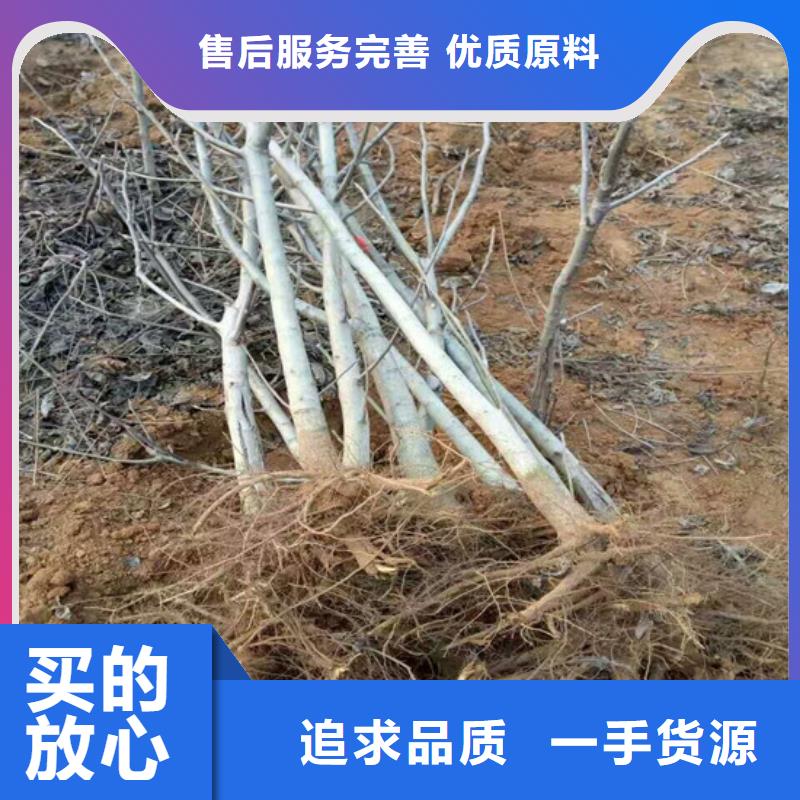 核桃苗-草莓苗價格無中間商廠家直銷
