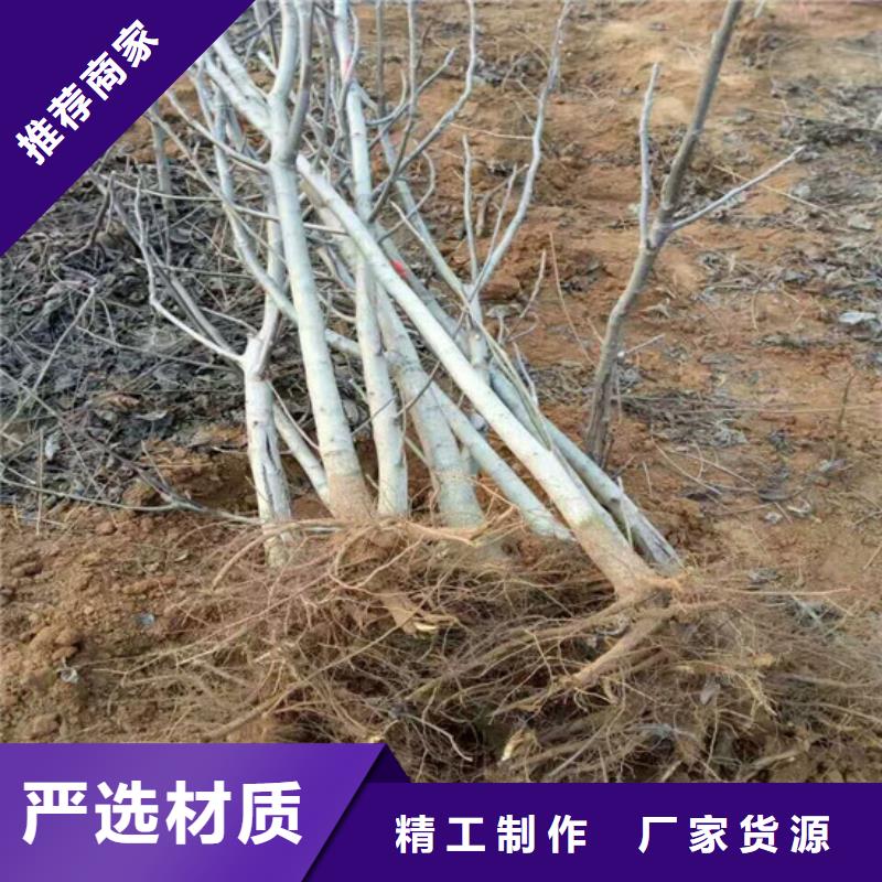 核桃苗紅蜜桃樹苗發貨迅速