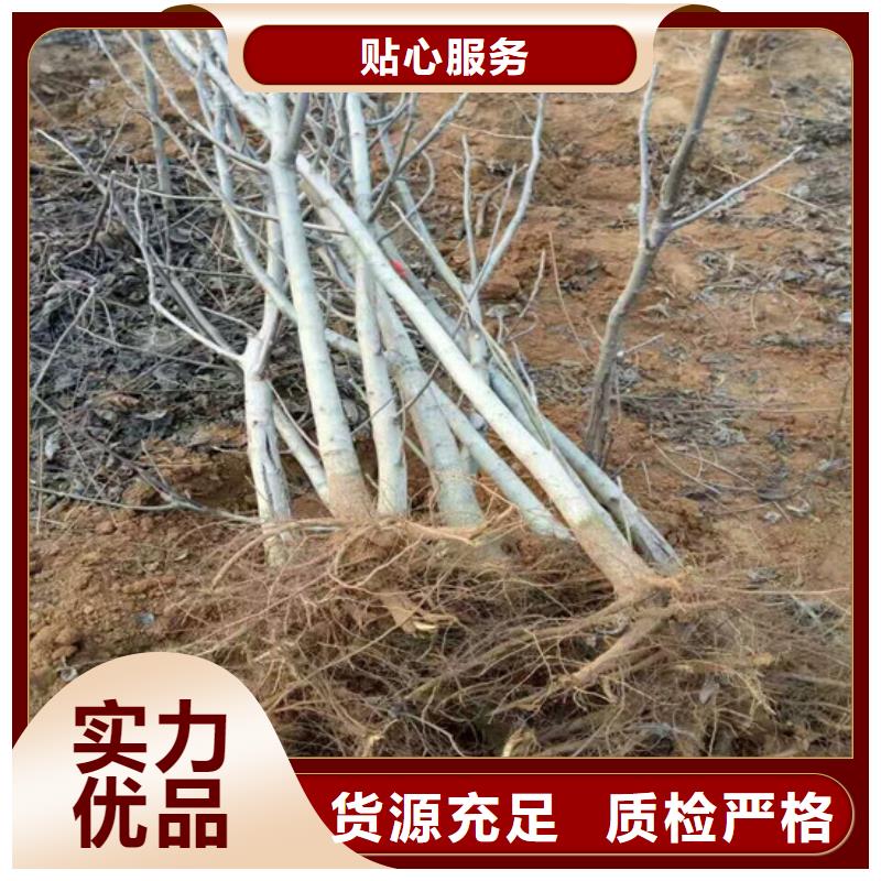 核桃苗-草莓苗價格源頭廠家供應