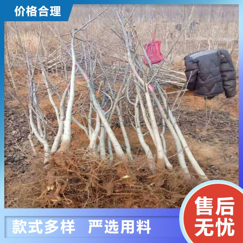 核桃苗陽光玫瑰葡萄樹苗售后服務完善